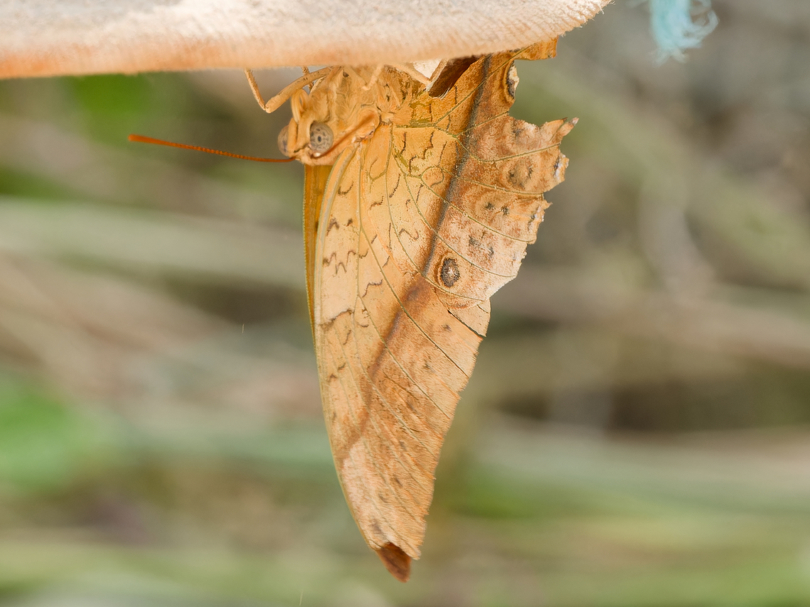 Charaxes varanes butterfly, Kenya  Charaxes varanes,Geotagged,Kenya,Pearl Emperor,Summer