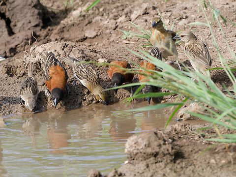 Chestnut Weaver, Kenya  Chestnut Weaver,Geotagged,Kenya,Ploceus rubiginosus,Winter