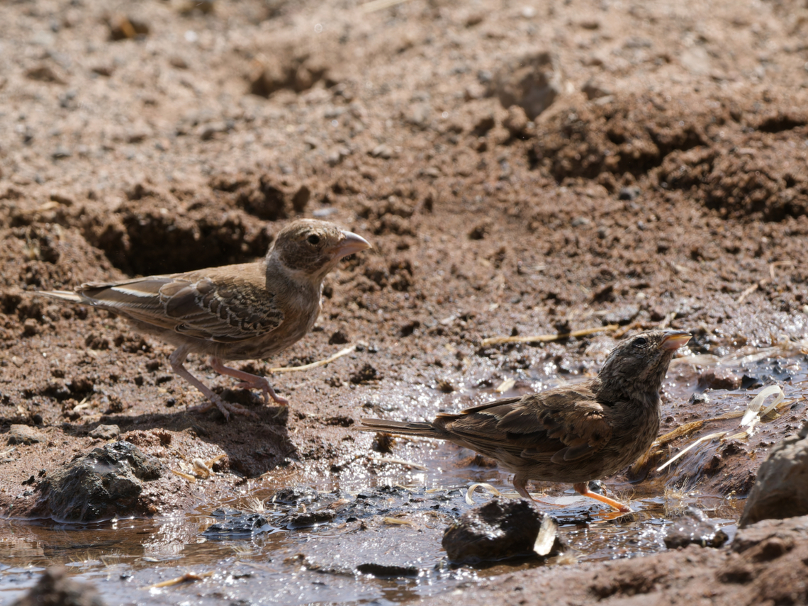 Chestnut-backed Sparrow-Lark couple at some water Chestnut-backed sparrow-lark,Eremopterix leucotis,Geotagged,Kenya,Winter