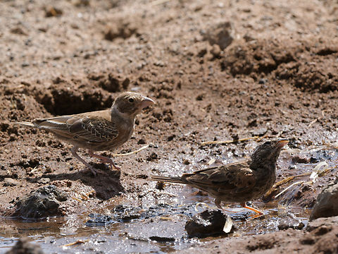 Chestnut-backed Sparrow-Lark couple at some water Chestnut-backed sparrow-lark,Eremopterix leucotis,Geotagged,Kenya,Winter