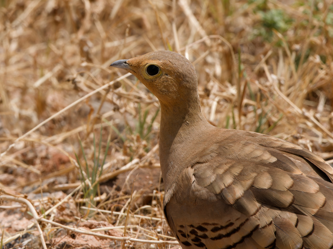 Chestnut-bellied Sandgrouse ssp. olivascens Chestnut-bellied sandgrouse,Geotagged,Kenya,Pterocles exustus,Winter