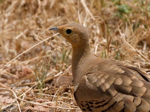 Chestnut-bellied Sandgrouse ssp. olivascens Chestnut-bellied sandgrouse,Geotagged,Kenya,Pterocles exustus,Winter