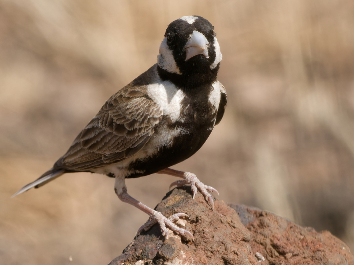 Chestnut-headed Sparrow-Lark, Kenya  Chestnut-headed sparrow-lark,Eremopterix signatus,Geotagged,Kenya,Winter