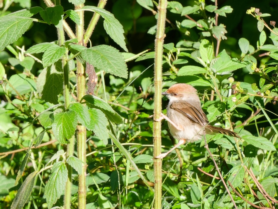Chubbs Cisticola, Kenya Cubb&#039;s Cisticola Chubbs cisticola,Cisticola chubbi,Geotagged,Kenya,Winter