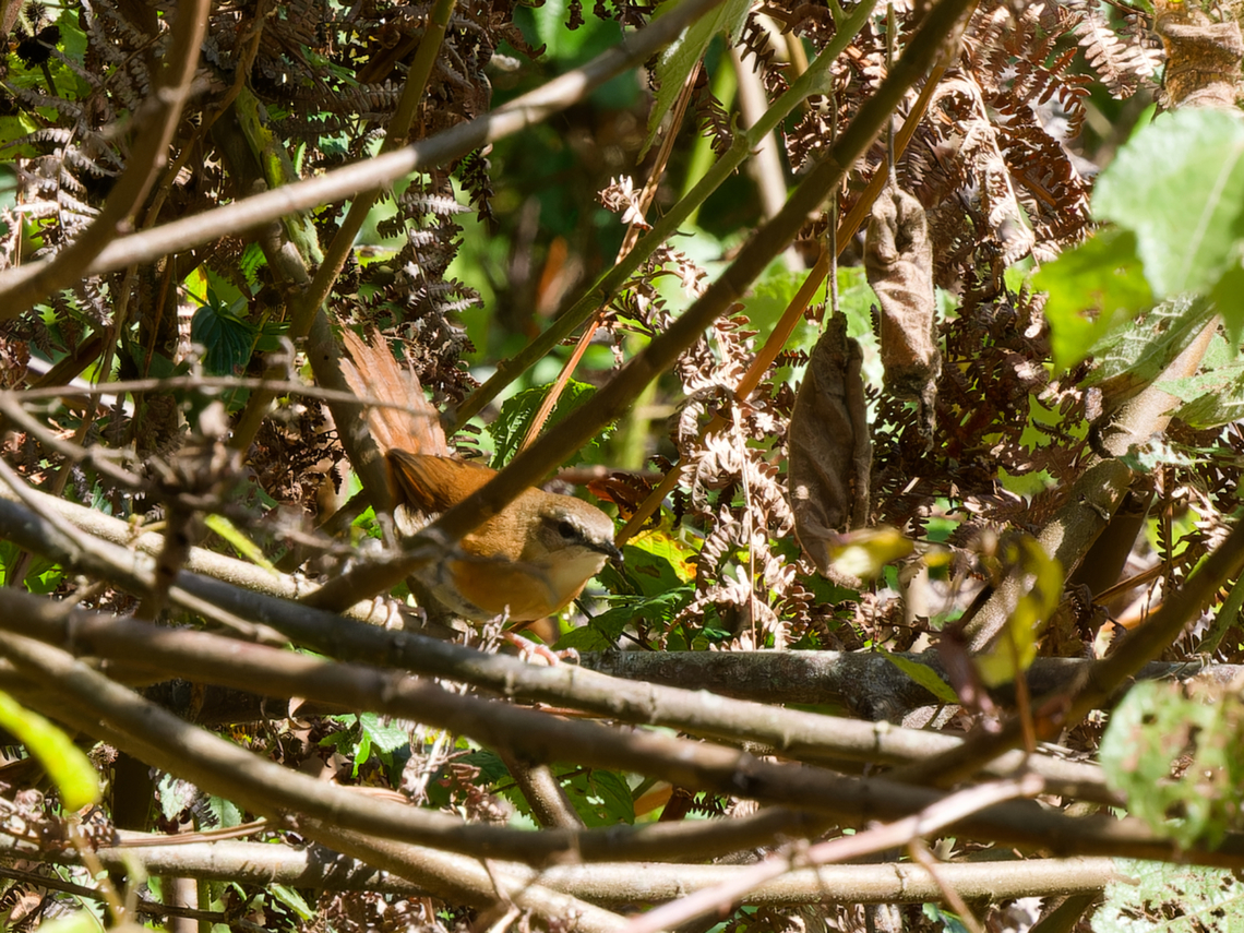 Cinnamon Bracken-Warbler, Kenya  Bradypterus cinnamomeus,Cinnamon bracken warbler,Geotagged,Kenya,Summer