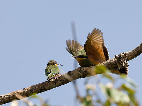 Cinnamon-chested Bee-eater Cinnamon-chested bee-eater,Geotagged,Kenya,Merops oreobates,Summer