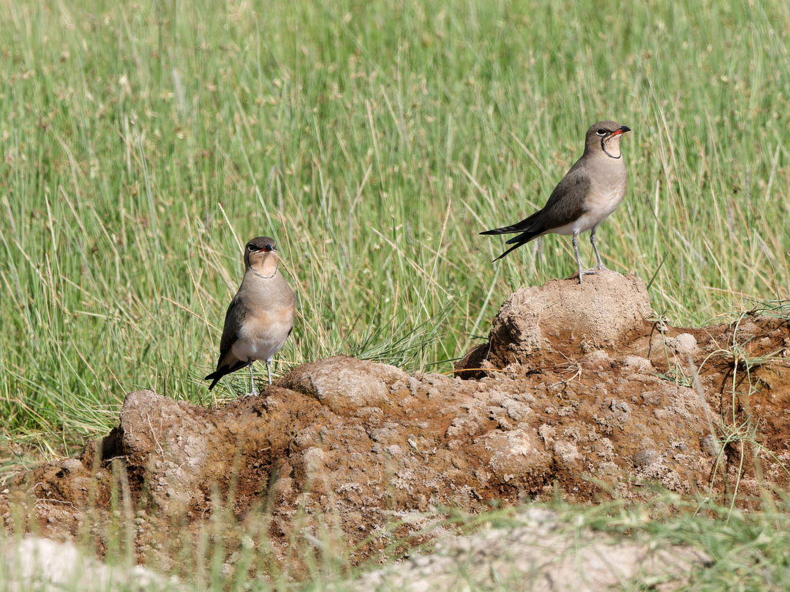 Collared Pratincole, Kenya  Geotagged,Glareola pratincola,Kenya,Summer,collared pratincole