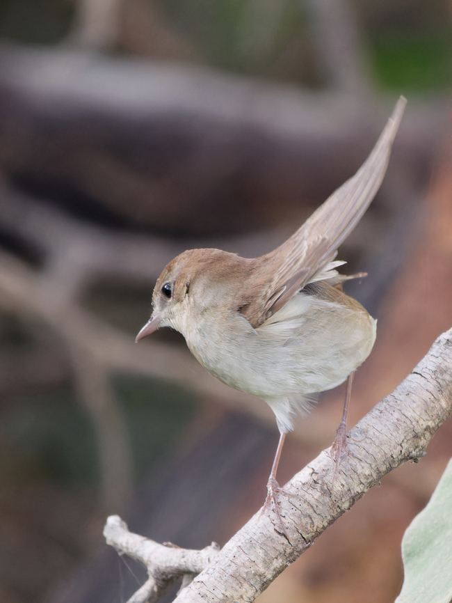 Common Nightingale, Kenya ssp. africana Common nightingale,Geotagged,Kenya,Luscinia megarhynchos,Summer