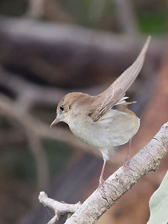 Common Nightingale, Kenya ssp. africana Common nightingale,Geotagged,Kenya,Luscinia megarhynchos,Summer