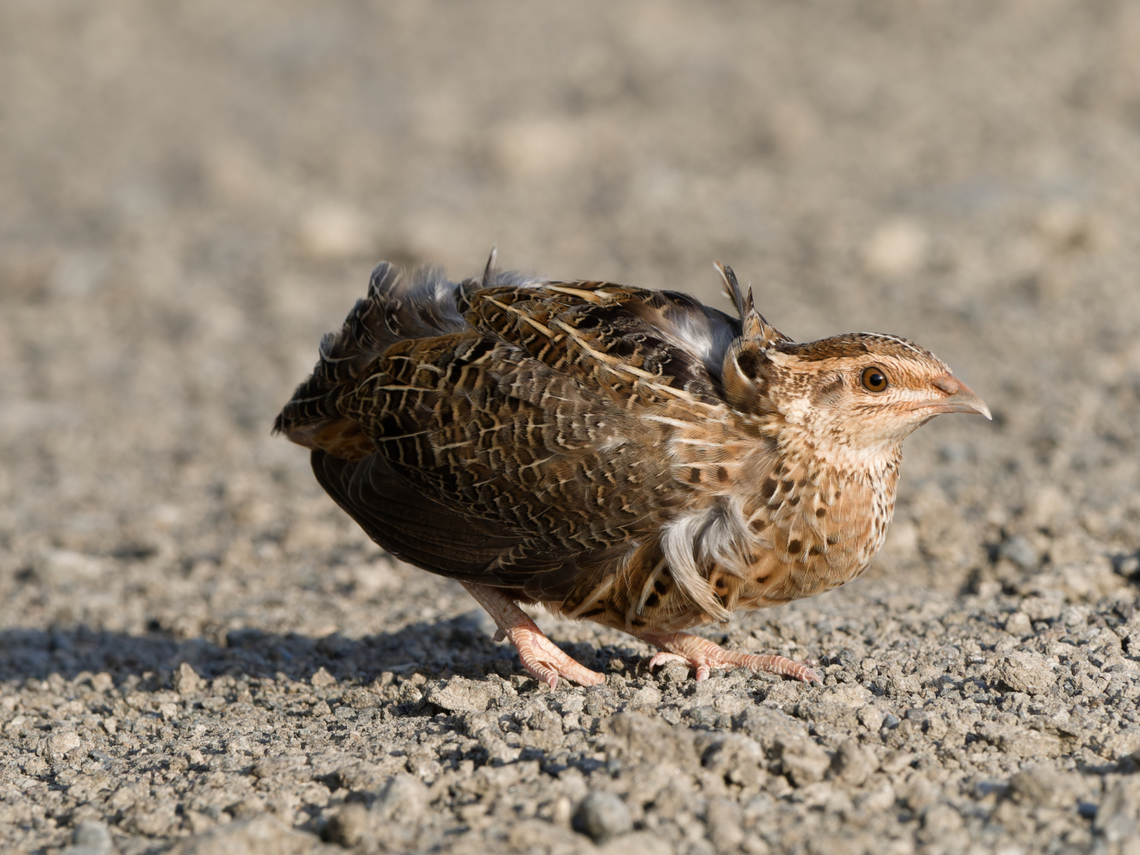 Common Quail trying to escape two hunting Raptors by hiding close to our vehicle. Excellent for the photographer at least! Common Quail,Coturnix coturnix,Geotagged,Kenya,Winter