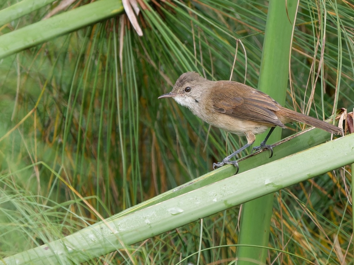 Common Reed Warbler, Kenya  Acrocephalus scirpaceus,Eurasian Reed Warbler,Geotagged,Kenya,Winter