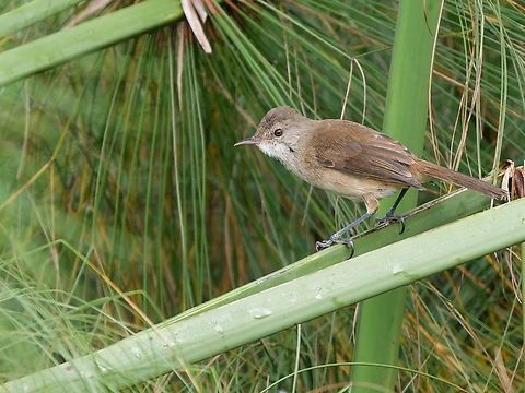 Common Reed Warbler, Kenya  Acrocephalus scirpaceus,Eurasian Reed Warbler,Geotagged,Kenya,Winter