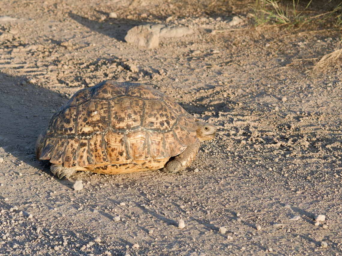 Leopard Tortoise, Kenya  Geotagged,Kenya,Leopard tortoise,Stigmochelys pardalis,Winter