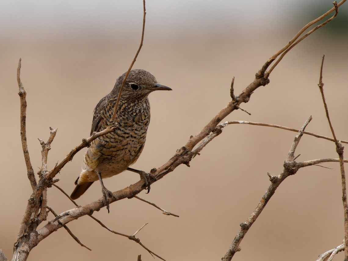 Common Rock Thrush female Common rock thrush,Geotagged,Kenya,Monticola saxatilis,Summer