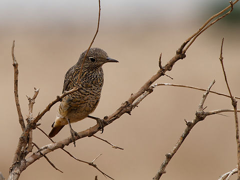 Common Rock Thrush female Common rock thrush,Geotagged,Kenya,Monticola saxatilis,Summer