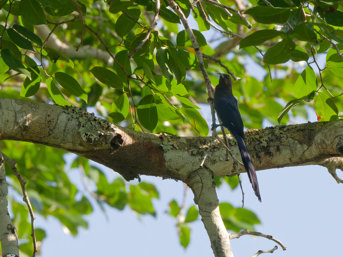 Common Scimitarbill ssp. schalowi Common scimitarbill,Geotagged,Kenya,Rhinopomastus cyanomelas,Summer