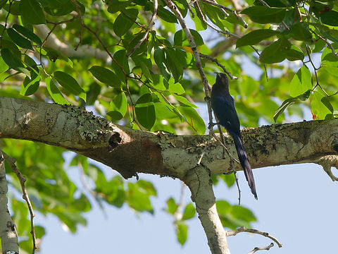 Common Scimitarbill ssp. schalowi Common scimitarbill,Geotagged,Kenya,Rhinopomastus cyanomelas,Summer