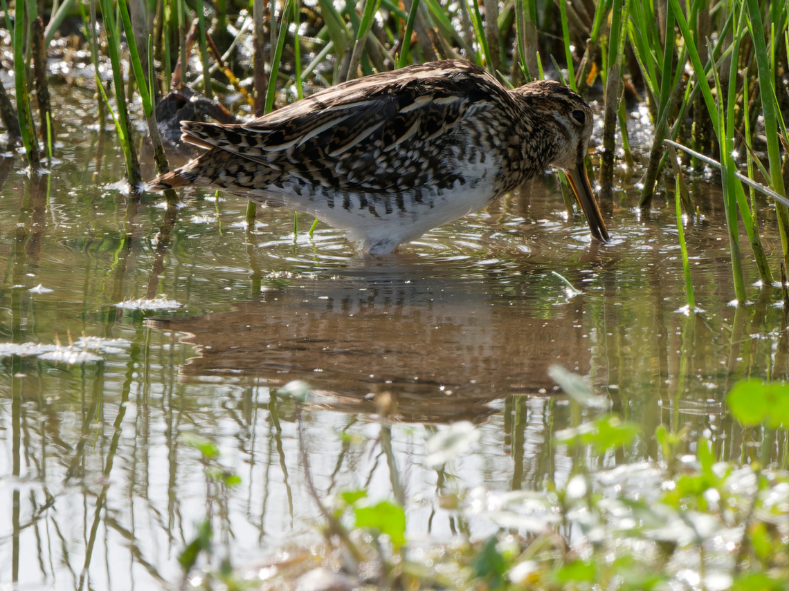 Common Snipe, Kenya  Common snipe,Gallinago gallinago,Geotagged,Kenya,Summer
