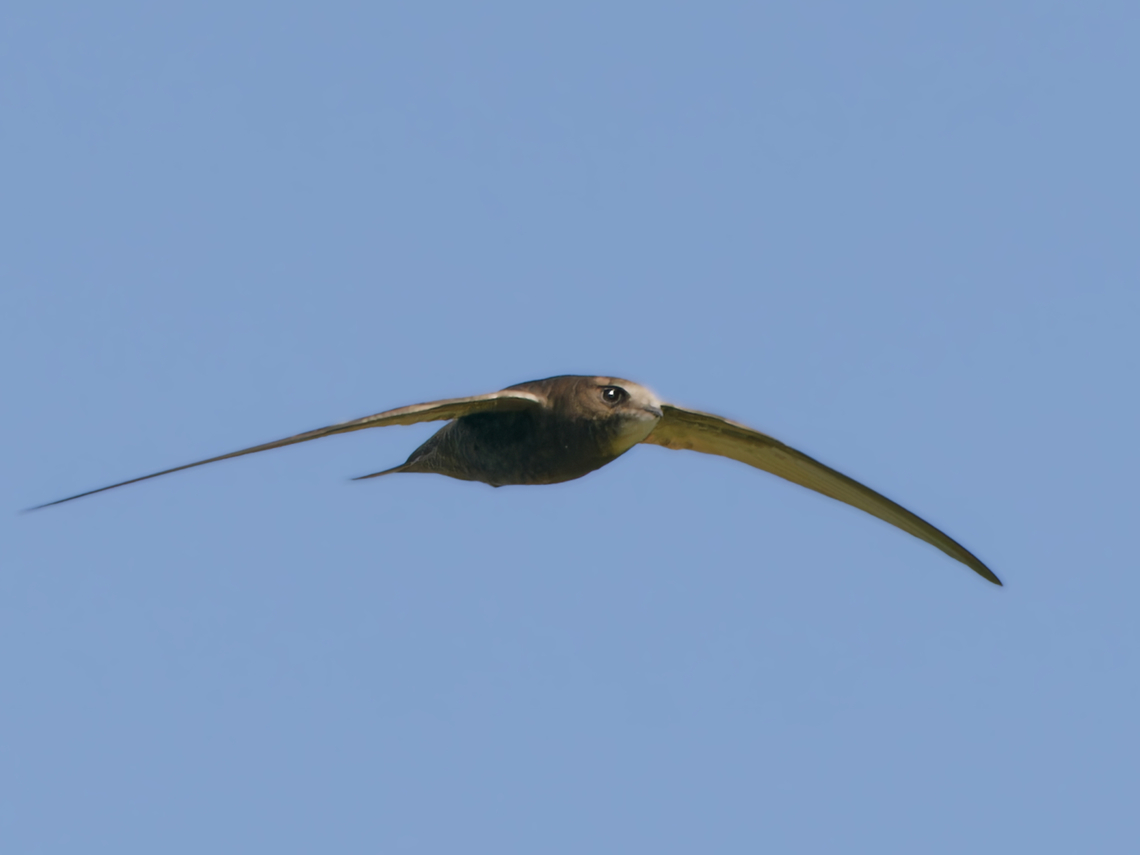 Common Swift flying, Kenya  Apus apus,Common Swift,Geotagged,Kenya,Winter