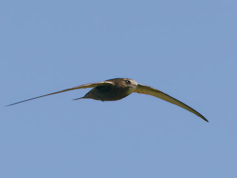 Common Swift flying, Kenya  Apus apus,Common Swift,Geotagged,Kenya,Winter