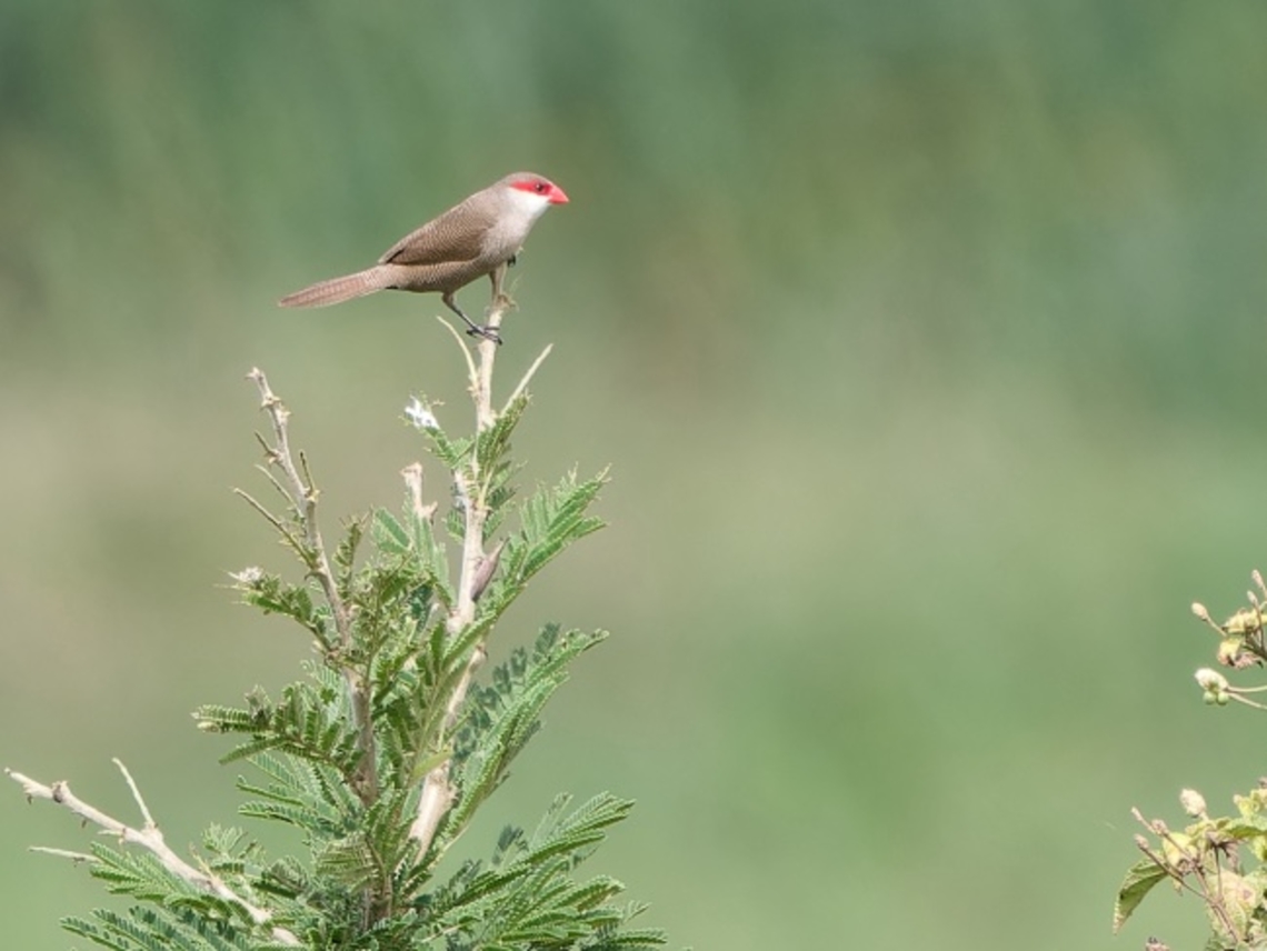 Common Waxbill, Kenya  Common Waxbill,Estrilda astrild,Geotagged,Kenya,Summer