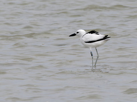 Crab Plover, Kenya  Crab-plover,Dromas ardeola,Geotagged,Kenya,Summer