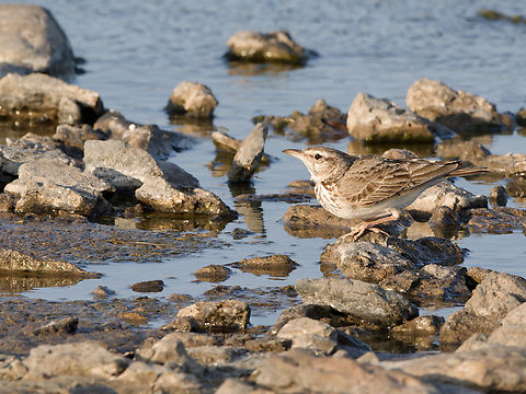 Crested Lark ssp. somaliensis Crested Lark,Galerida cristata,Geotagged,Kenya,Winter