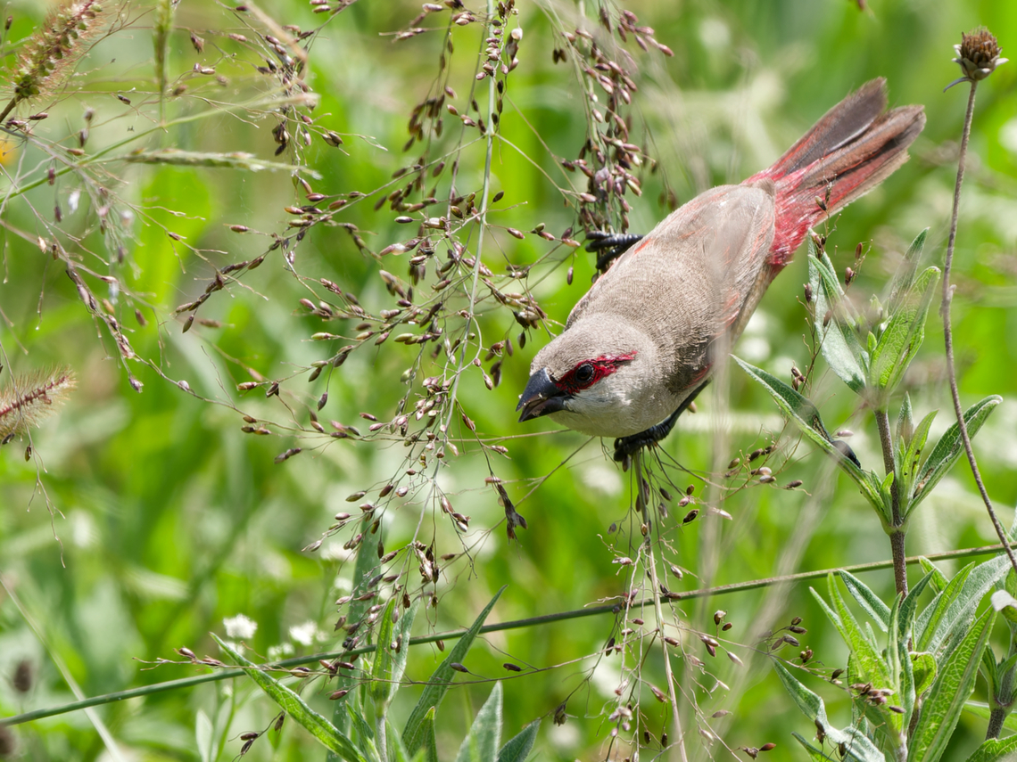 Crimson-rumped Waxbill, Kenya  Crimson-rumped waxbill,Estrilda rhodopyga,Geotagged,Kenya,Summer