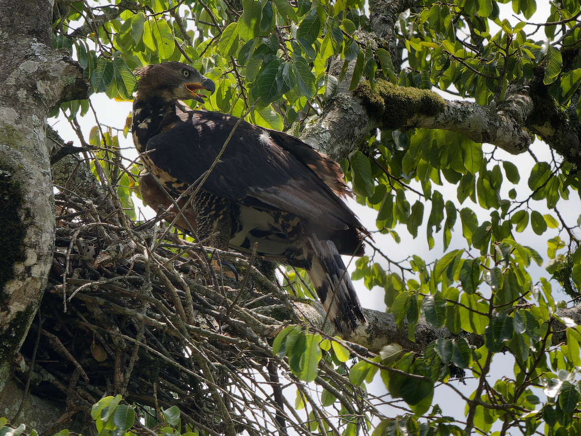 Crowned Eagle, Kenya  Crowned eagle,Geotagged,Kenya,Stephanoaetus coronatus,Winter