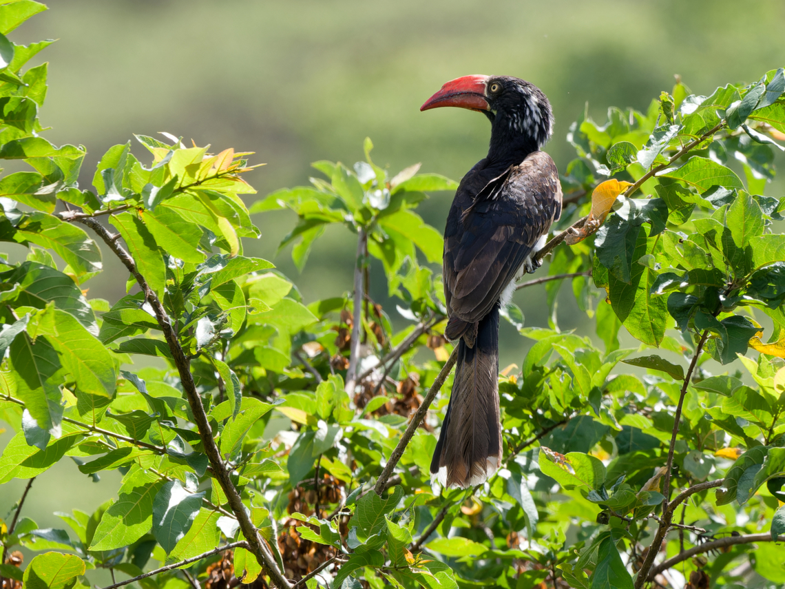 Crowned Hornbill, Kenya  Crowned Hornbill,Geotagged,Kenya,Tockus alboterminatus,Winter