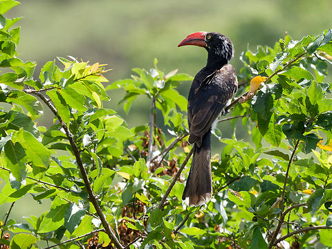 Crowned Hornbill, Kenya  Crowned Hornbill,Geotagged,Kenya,Tockus alboterminatus,Winter