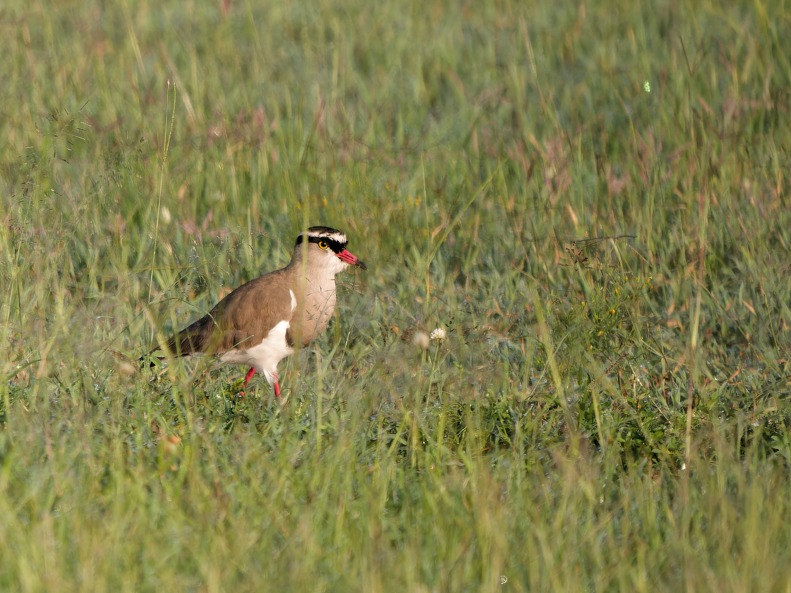 Crowned Lapwing, Kenya  Crowned Lapwing,Geotagged,Kenya,Summer,Vanellus coronatus