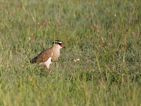 Crowned Lapwing, Kenya  Crowned Lapwing,Geotagged,Kenya,Summer,Vanellus coronatus