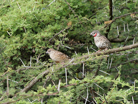 Cut-throat, Kenya couple, male's throat cut. Whodunnit? Amadina fasciata,Cut-throat finch,Geotagged,Kenya,Winter