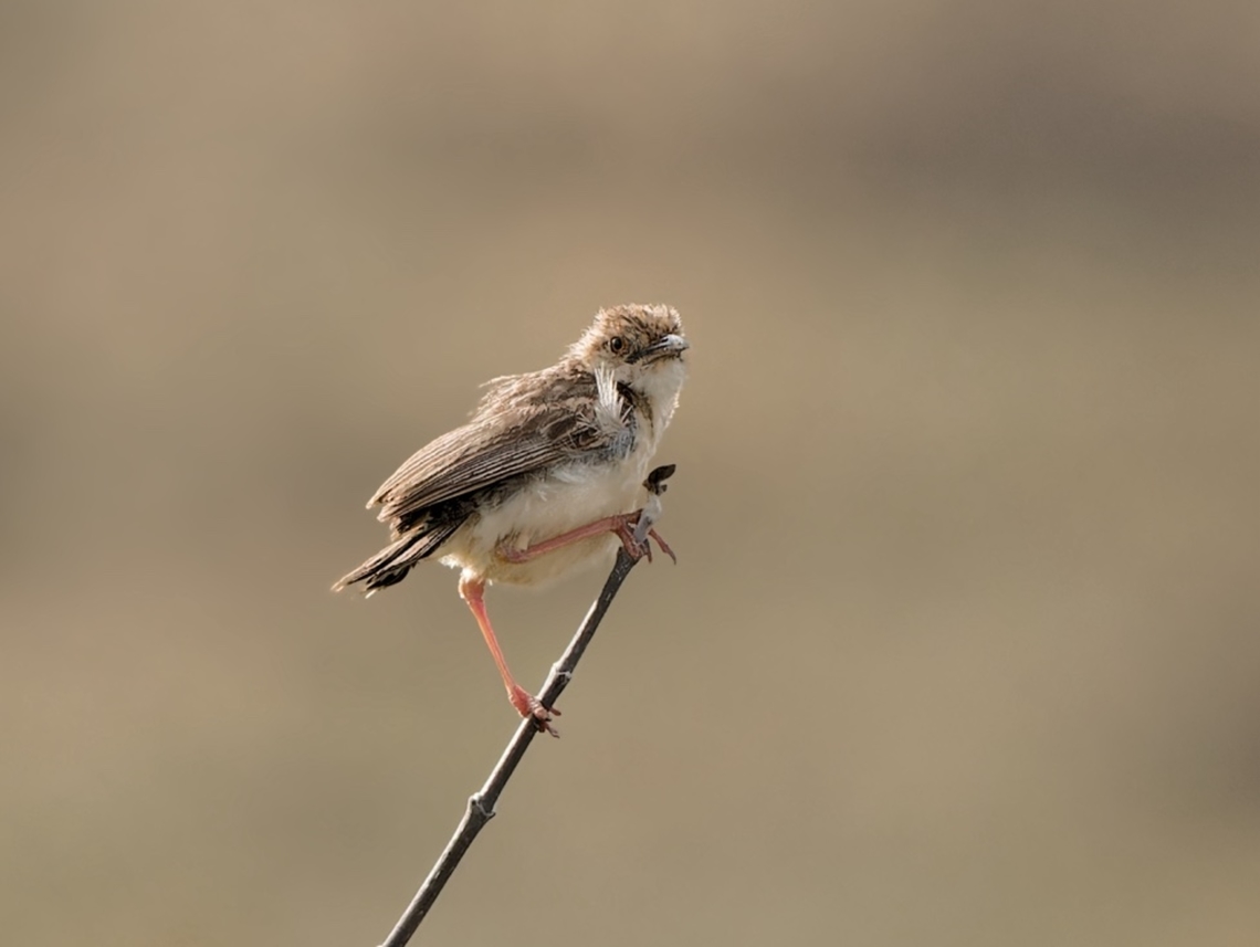 Desert Cisticola, Kenya  Cisticola aridulus,Desert cisticola,Geotagged,Kenya,Winter