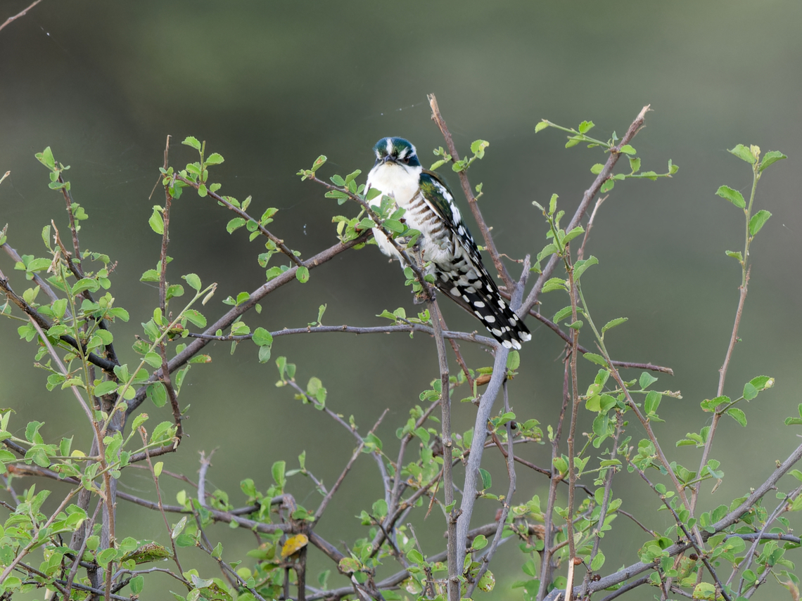 Dideric Cuckoo, Kenya  Chrysococcyx caprius,Diederik cuckoo,Geotagged,Kenya,Winter