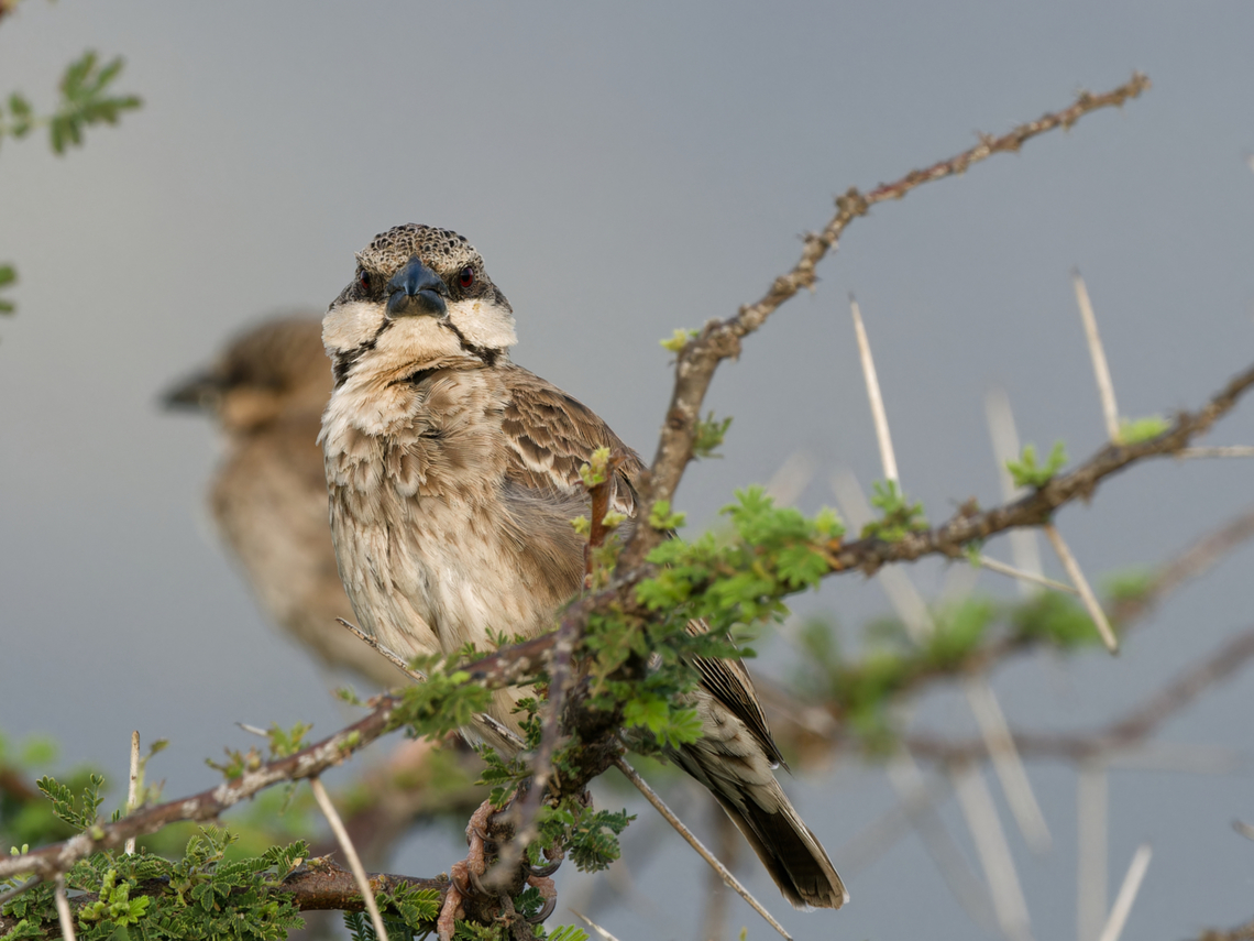 Donaldson Smiths Sparrow-Weaver, Kenya Donaldson Smith's Donaldson Smith's sparrow-weaver,Geotagged,Kenya,Plocepasser donaldsoni,Winter