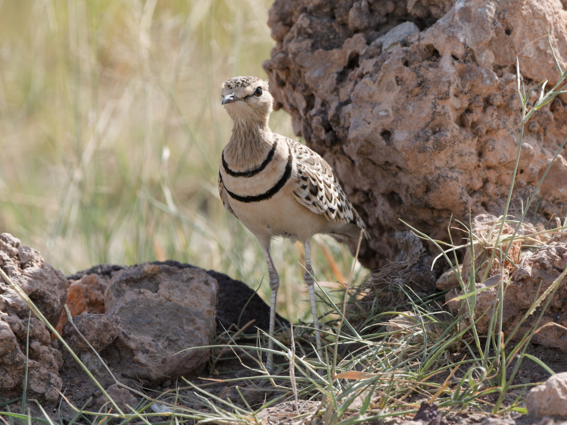 Double-banded Courser, Kenya  Double-banded courser,Geotagged,Kenya,Smutsornis africanus,Summer