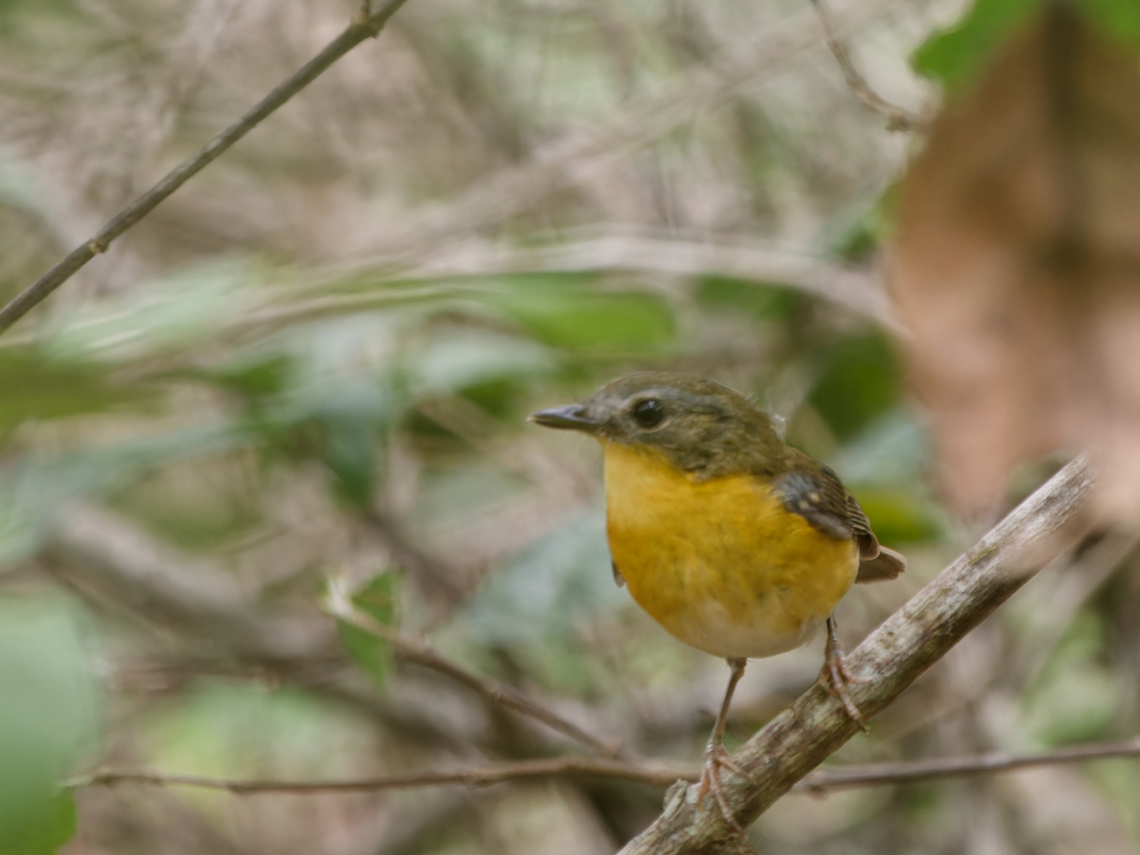 East Coast Akalat, Kenya  East coast akalat,Geotagged,Kenya,Sheppardia gunningi,Summer