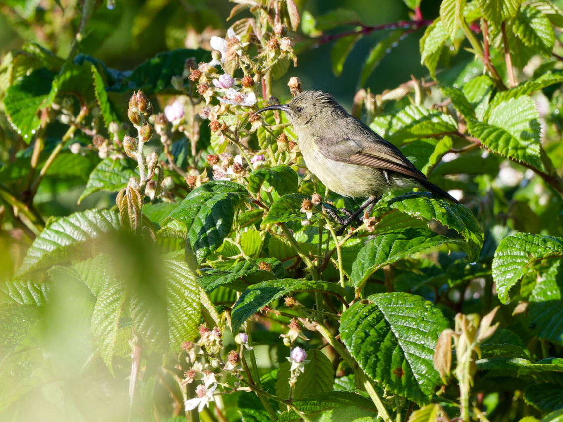Eastern Double-collared Sunbird female Cinnyris mediocris,Eastern double-collared sunbird,Geotagged,Kenya,Summer