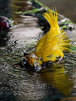 Eastern Golden Weaver ssp aureoflavius, Kenya  Eastern golden weaver,Geotagged,Kenya,Ploceus subaureus,Summer