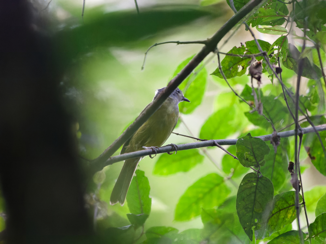 Mountain Greenbul also named Eastern Mountain Greenbul Arizelocichla nigriceps,Geotagged,Kenya,Mountain greenbul,Summer
