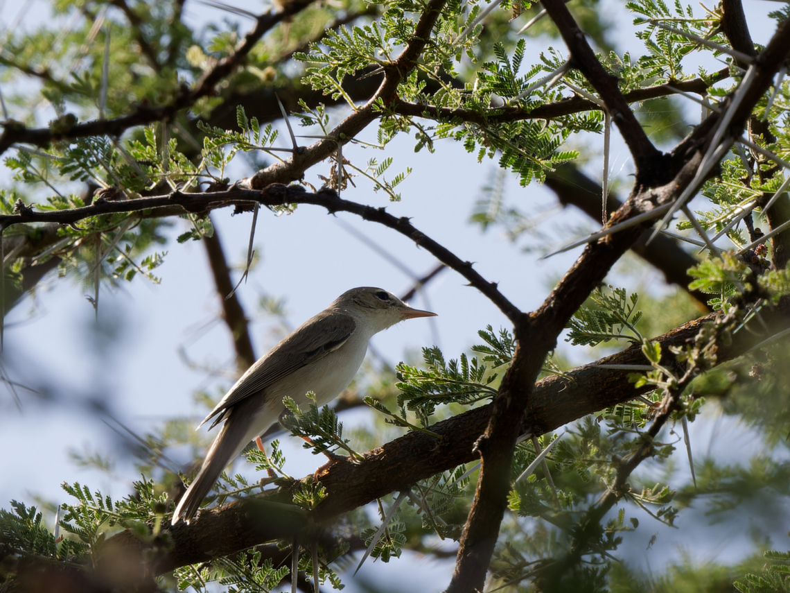 Eastern Olivaceous Warbler, Kenya  Eastern olivaceous warbler,Geotagged,Iduna pallida,Kenya,Winter