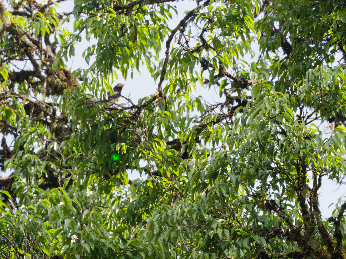 Yellow-billed Barbet, Kenya former name also Eastern Yellow-billed Barbet.<br />
A hide-and-seek photo. The laser dot may help ;) Geotagged,Kenya,Trachyphonus purpuratus,Winter,Yellow-billed barbet