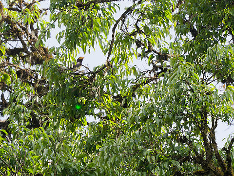 Yellow-billed Barbet, Kenya former name also Eastern Yellow-billed Barbet.
A hide-and-seek photo. The laser dot may help ;) Geotagged,Kenya,Trachyphonus purpuratus,Winter,Yellow-billed barbet