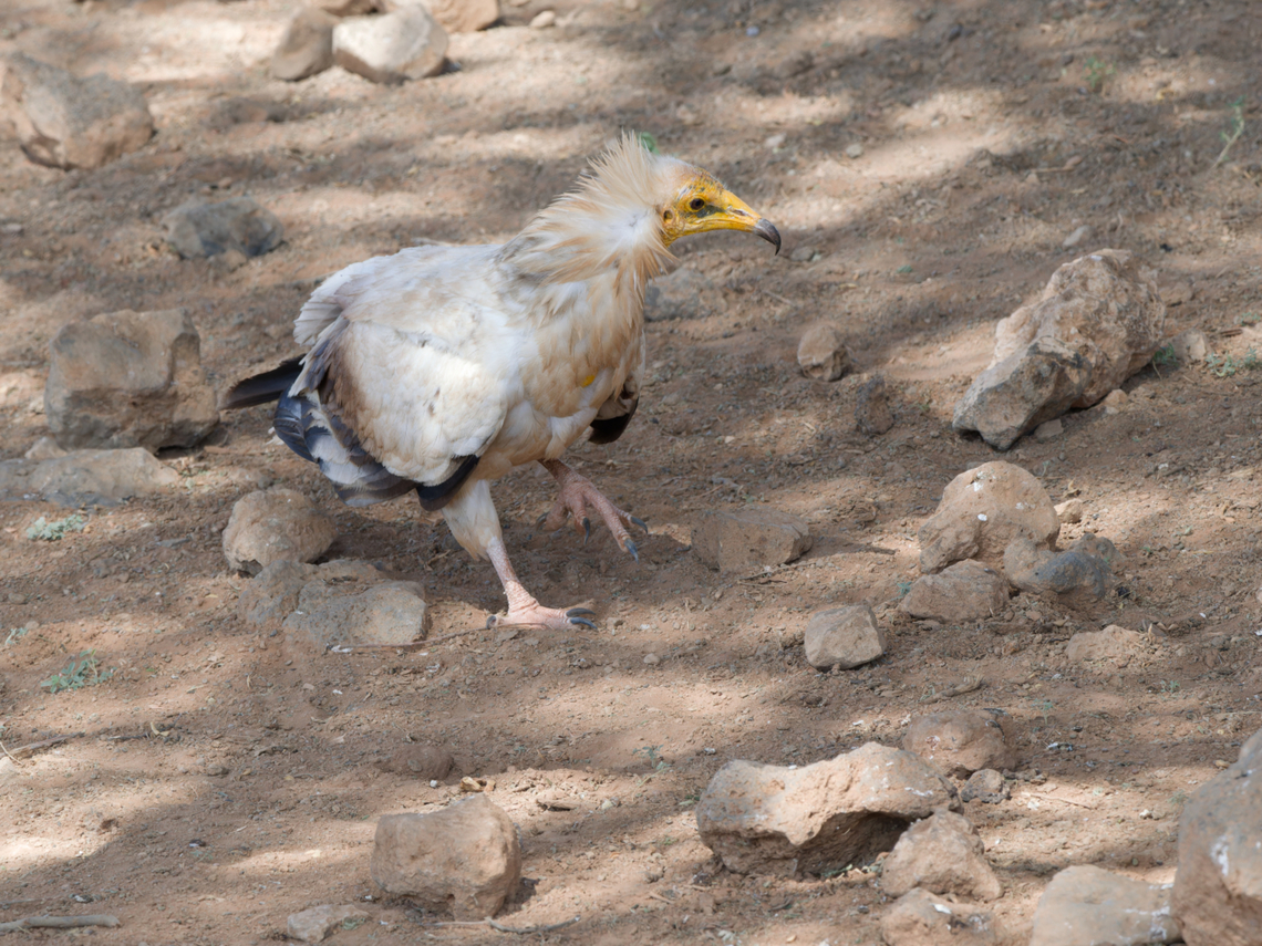 Egyptian Vulture on the ground, Kenya  Egyptian Vulture,Geotagged,Kenya,Neophron percnopterus,Winter