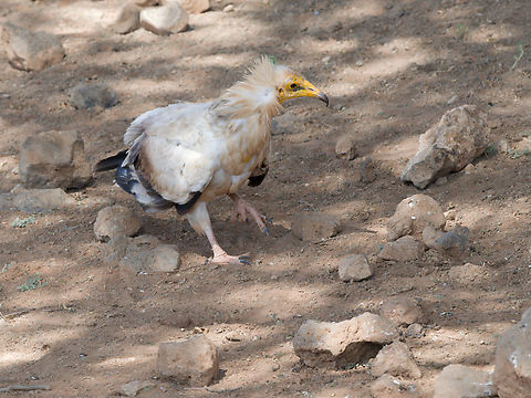 Egyptian Vulture on the ground, Kenya  Egyptian Vulture,Geotagged,Kenya,Neophron percnopterus,Winter