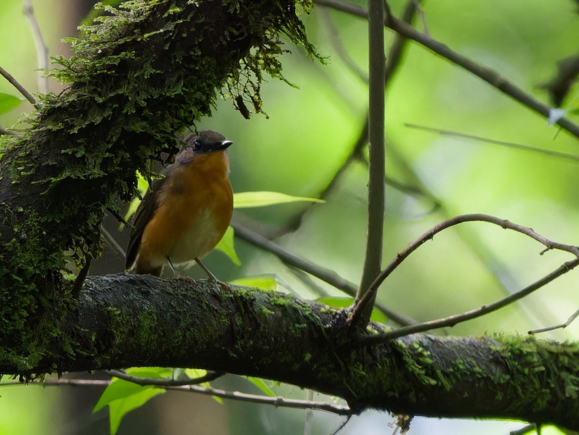 Equatorial Akalat, Kenya  Equatorial akalat,Geotagged,Kenya,Sheppardia aequatorialis,Winter