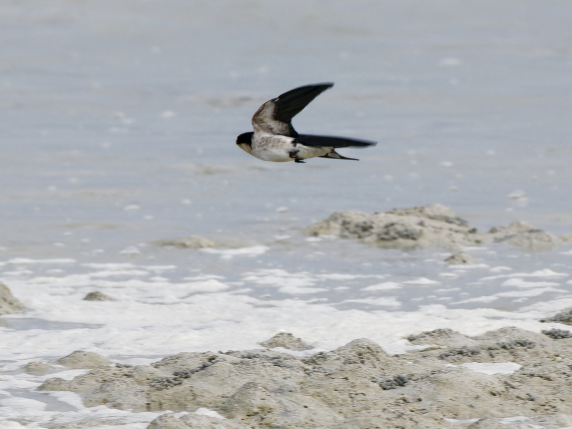 Ethiopian Swallow flying, Kenya  Ethiopian swallow,Geotagged,Hirundo aethiopica,Kenya,Summer