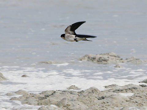 Ethiopian Swallow flying, Kenya  Ethiopian swallow,Geotagged,Hirundo aethiopica,Kenya,Summer